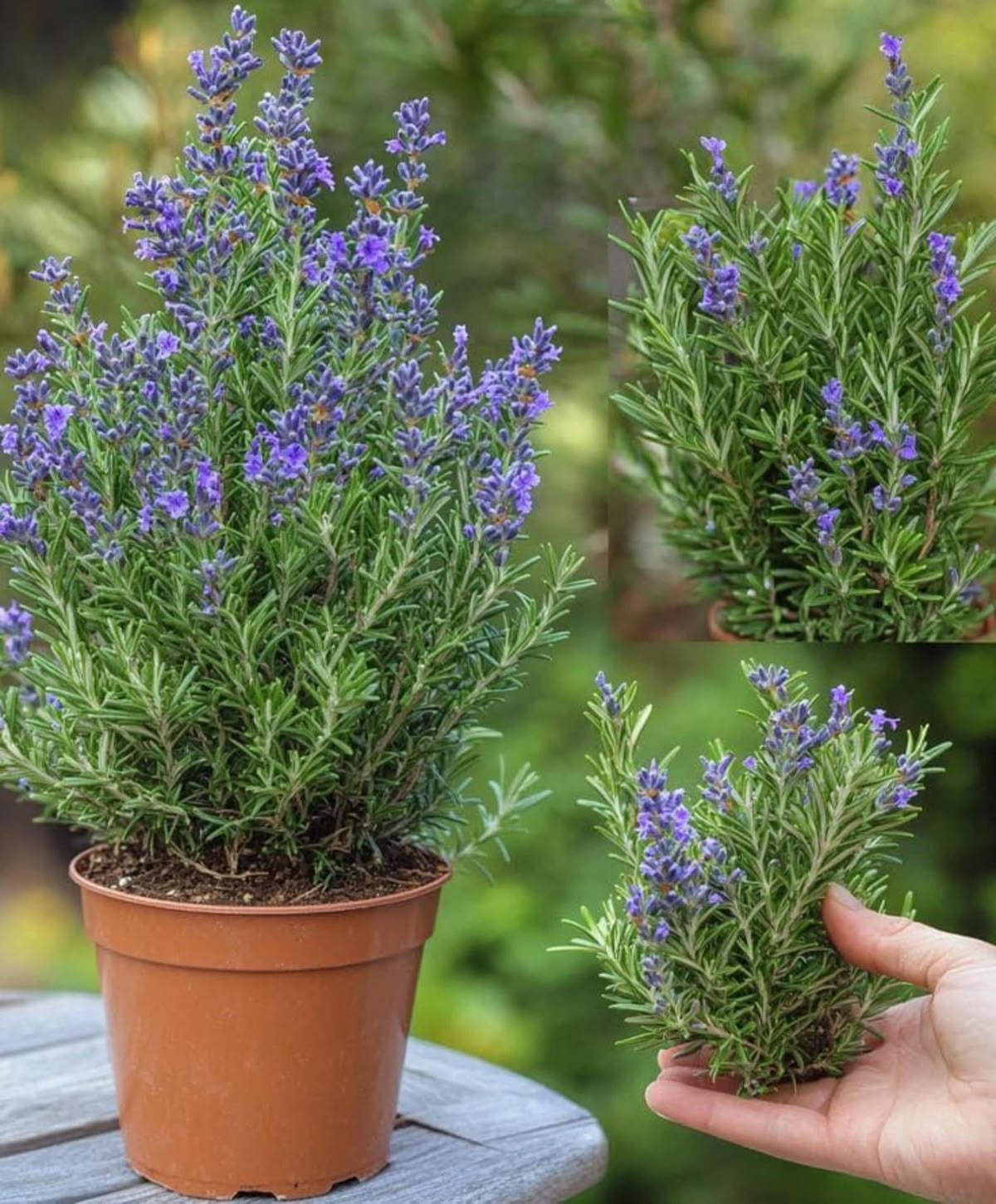 Rose Merry Plant  (Salvia rosmarinus Spenn )